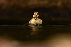 Somerset Prints: Cute Mallard duckling
