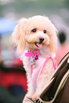 Loyal Prints: A cute maltipoo dog on a canine stroller