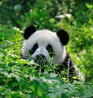 Chengdu Prints: A cute panda cub raises his head from green bushes. Chengdu, Sichuan, China