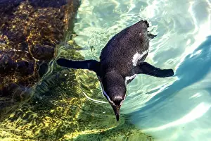 Marine Bird Prints: Cute penguin swimming in water. High quality photo