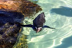 Marine Bird Prints: Cute penguin swimming in water. High quality photo