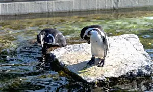 Marine Bird Prints: Cute penguin swimming in water. High quality photo