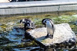 Marine Bird Prints: Cute penguin swimming in water. High quality photo