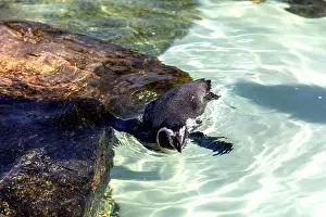 Marine Bird Prints: Cute penguin swimming in water. High quality photo