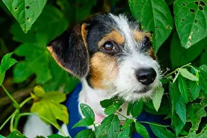 Stare Prints: A Cute Puppy Dog Is Outdoors Looking Up With A Shy Look On Its Face