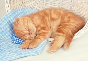 cute red kitten sleeps in a basket on small pillow