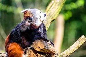 Panda Prints: Cute small panda scratching itself and relaxing in the sun