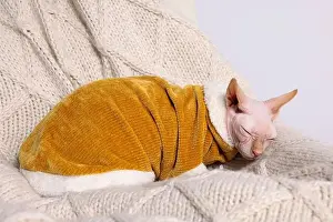 Cutie Prints: Cute Sphynx cat in warm sweater sleeping at home. Lovely pet