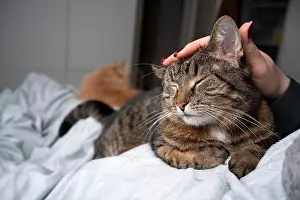 Tabby Cat Prints: cute tabby cat relaxing on blanket getting head stroked by pet owner in bedroom