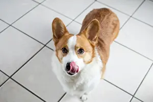 Looking At The Camera Prints: Cute Welsh Pembroke Corgi licking its nose. dog with tongue out. Tongue sticking out