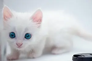 Cute white baby cat with blue eyes isolated on white background