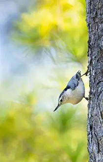 Nature Background Prints: Cute White-breasted Nuthatch on the side of a tree with colorful bokeh green blue background