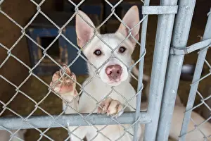 Licking Prints: Cute white dog with big ears behind fence with one paw up looking directly at camera