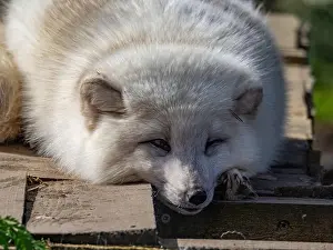 Taiga Prints: Cute white fox muzzle close-up