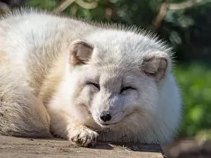 Taiga Prints: Cute white fox muzzle close-up
