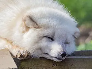 Taiga Prints: Cute white fox muzzle close-up