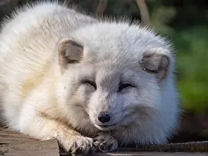 Taiga Prints: Cute white fox muzzle close-up