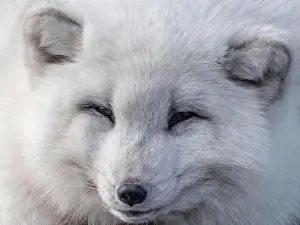 Taiga Prints: Cute white fox muzzle close-up