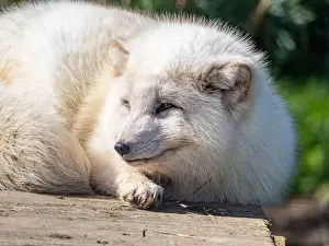 Taiga Prints: Cute white fox muzzle close-up
