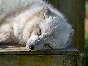 Taiga Prints: Cute white fox muzzle close-up