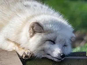 Taiga Prints: Cute white fox muzzle close-up