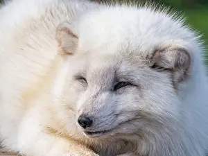 Taiga Prints: Cute white fox muzzle close-up