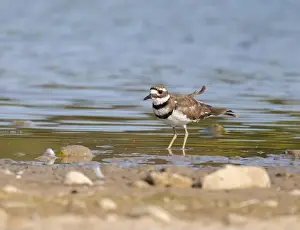 Cute Bird Prints: Cute windblown Killdeer plover standing in water near shore