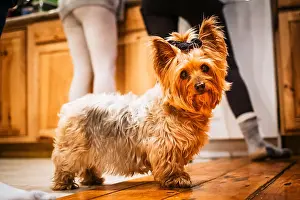 Doggy Prints: Cute yorkshire terrier girl in the kitchen with people around