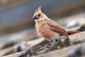 Beauty Of Nature Prints: Cute young female northern cadinal perched on a roof
