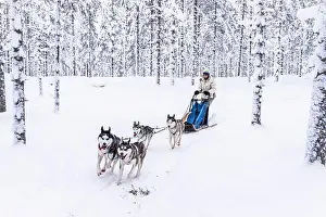 Domestic Animals Prints: Cute young girl enjoying riding a dog sled in the snowy forest