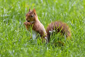 Branch Plant Part Prints: cute young squirrel playing on green meadow at park, wildlife