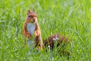 Branch Plant Part Prints: cute young squirrel playing on green meadow at park, wildlife