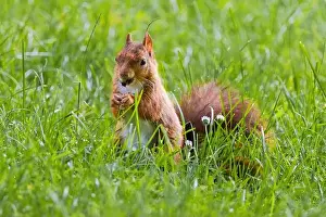 Branch Plant Part Prints: cute young squirrel playing on green meadow at park, wildlife