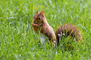 Branch Plant Part Prints: cute young squirrel playing on green meadow at park, wildlife