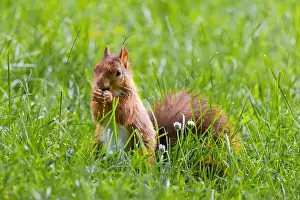 Branch Plant Part Prints: cute young squirrel playing on green meadow at park, wildlife