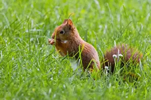 Branch Plant Part Prints: cute young squirrel playing on green meadow at park, wildlife