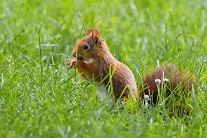 Branch Plant Part Prints: cute young squirrel playing on green meadow at park, wildlife