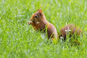 Branch Plant Part Prints: cute young squirrel playing on green meadow at park, wildlife