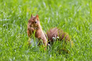 Branch Plant Part Prints: cute young squirrel playing on green meadow at park, wildlife