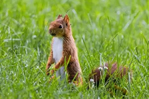 Branch Plant Part Prints: cute young squirrel playing on green meadow at park, wildlife