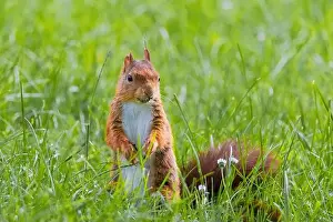 Branch Plant Part Prints: cute young squirrel playing on green meadow at park, wildlife