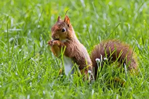 Branch Plant Part Prints: cute young squirrel playing on green meadow at park, wildlife