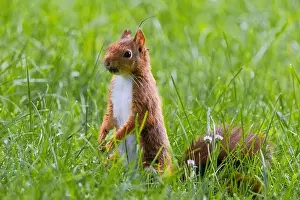 Branch Plant Part Prints: cute young squirrel playing on green meadow at park, wildlife