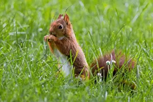Branch Plant Part Prints: cute young squirrel playing on green meadow at park, wildlife
