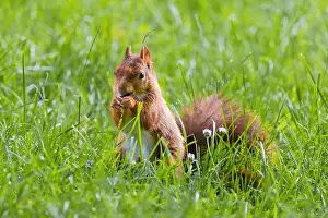 Branch Plant Part Prints: cute young squirrel playing on green meadow at park, wildlife