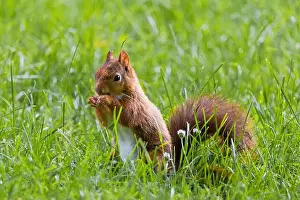 Branch Plant Part Prints: cute young squirrel playing on green meadow at park, wildlife