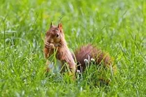 Branch Plant Part Prints: cute young squirrel playing on green meadow at park, wildlife