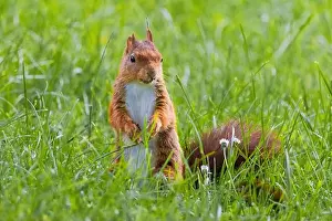 Branch Plant Part Prints: cute young squirrel playing on green meadow at park, wildlife