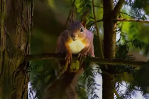 Branch Plant Part Prints: cute young squirrel portrait on tree at park