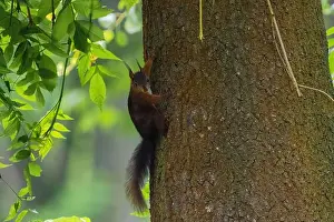 Branch Plant Part Prints: cute young squirrel portrait on tree at park